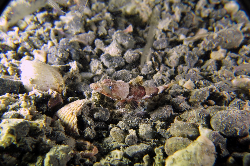 Thysanophrys celebica