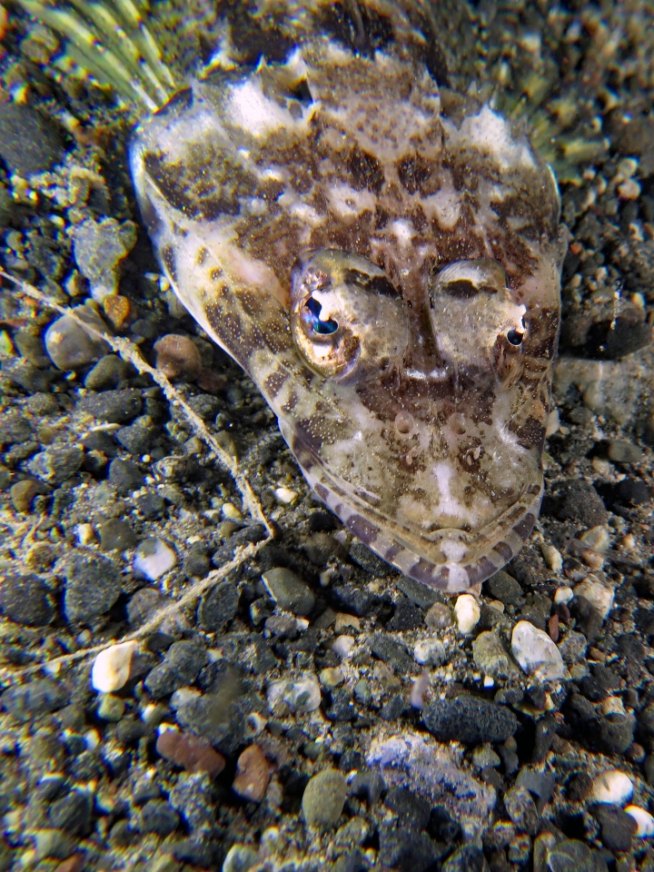 Rogadius welanderi