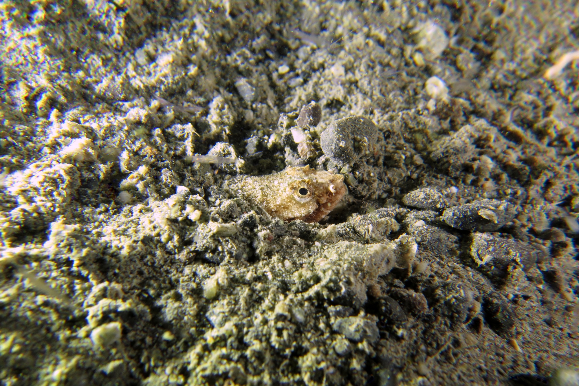 Brachysomophis crocodilinus