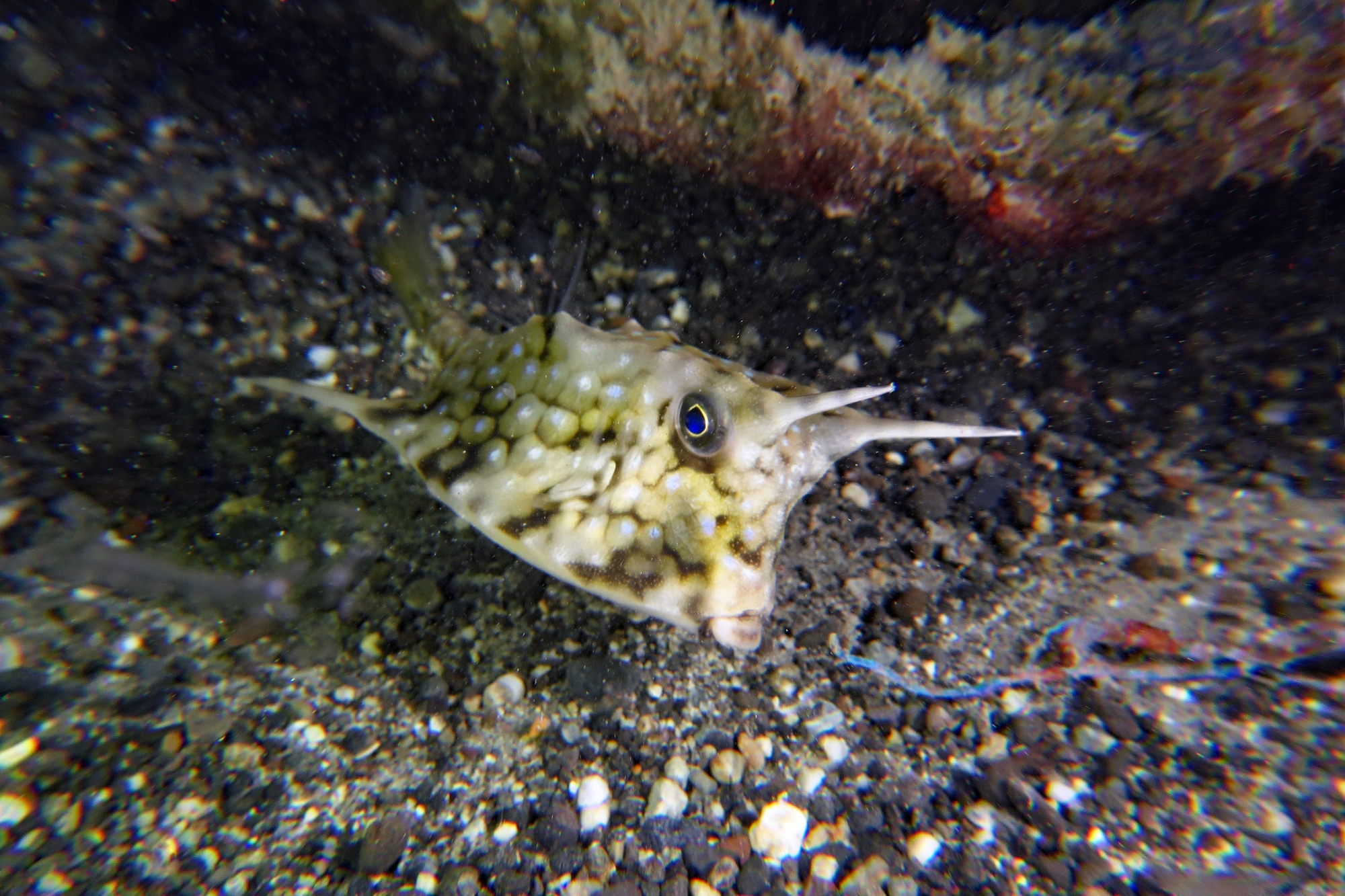Lactoria cornuta