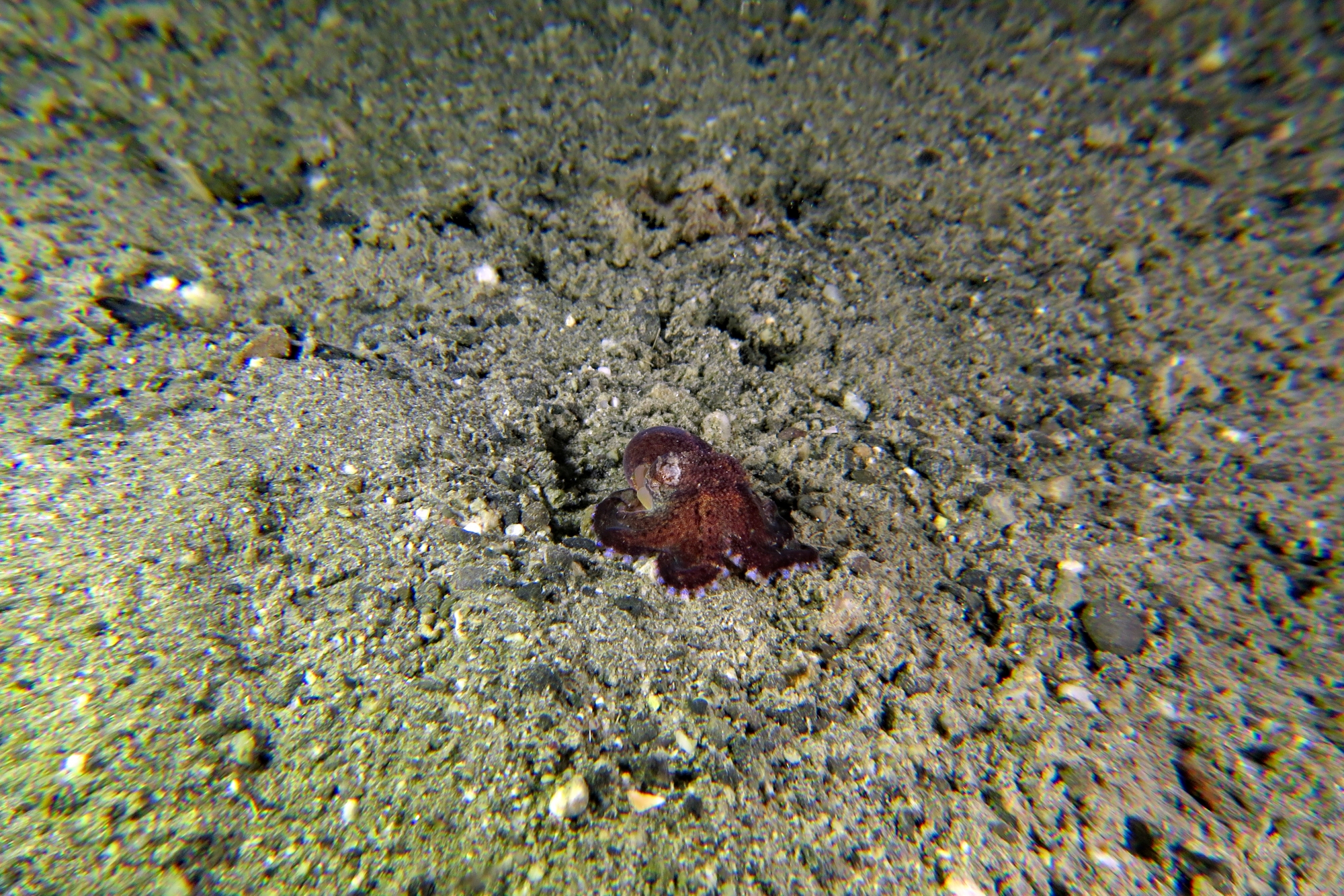 Amphioctopus marginatus