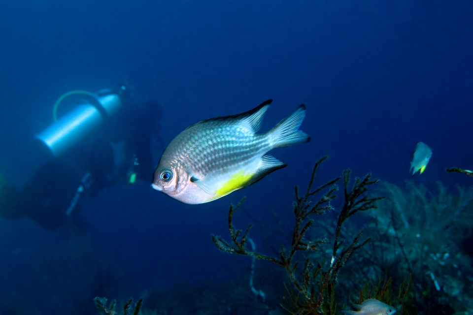 Amblyglyphidodon leucogaster du Pacifique