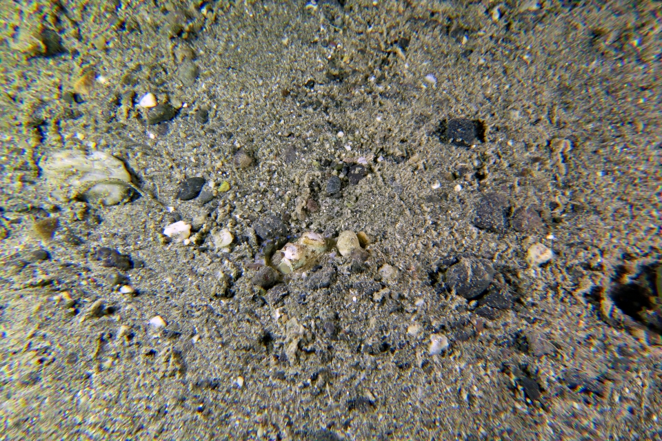 Amphioctopus marginatus