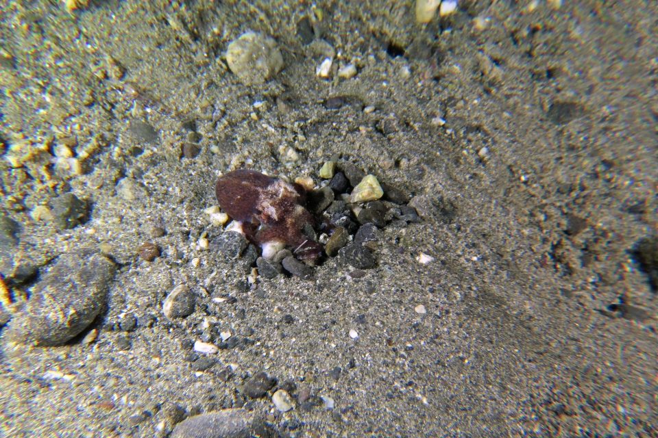 Amphioctopus marginatus