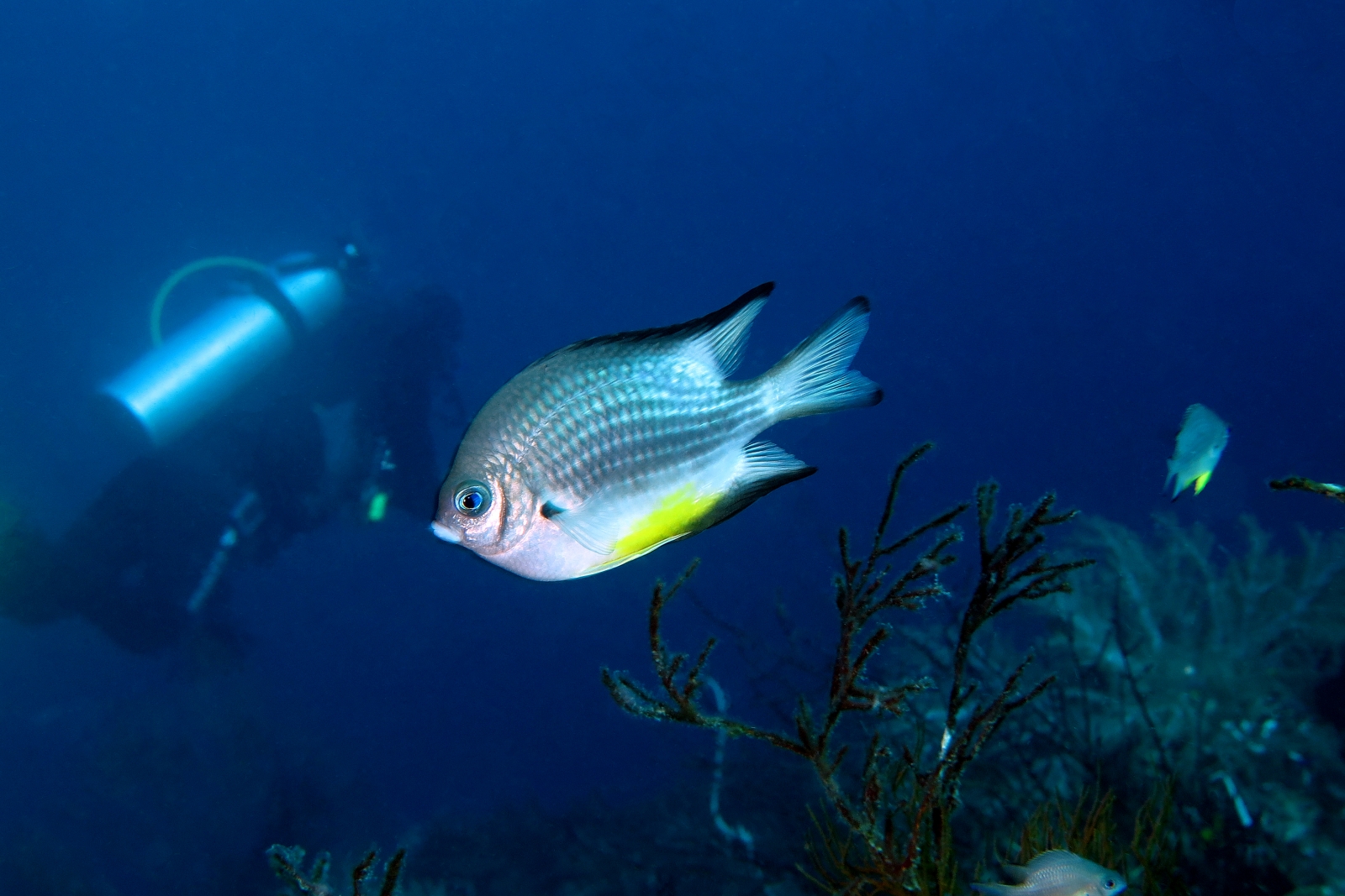Amblyglyphidodon leucogaster du Pacifique