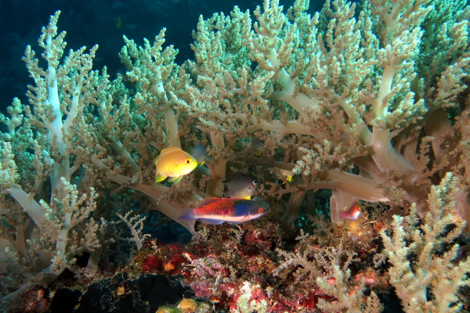 Chromis analis, Cirrhilabrus cyanopleura, Amblyglyphidodon leucogaster, Lithophytum arboreum