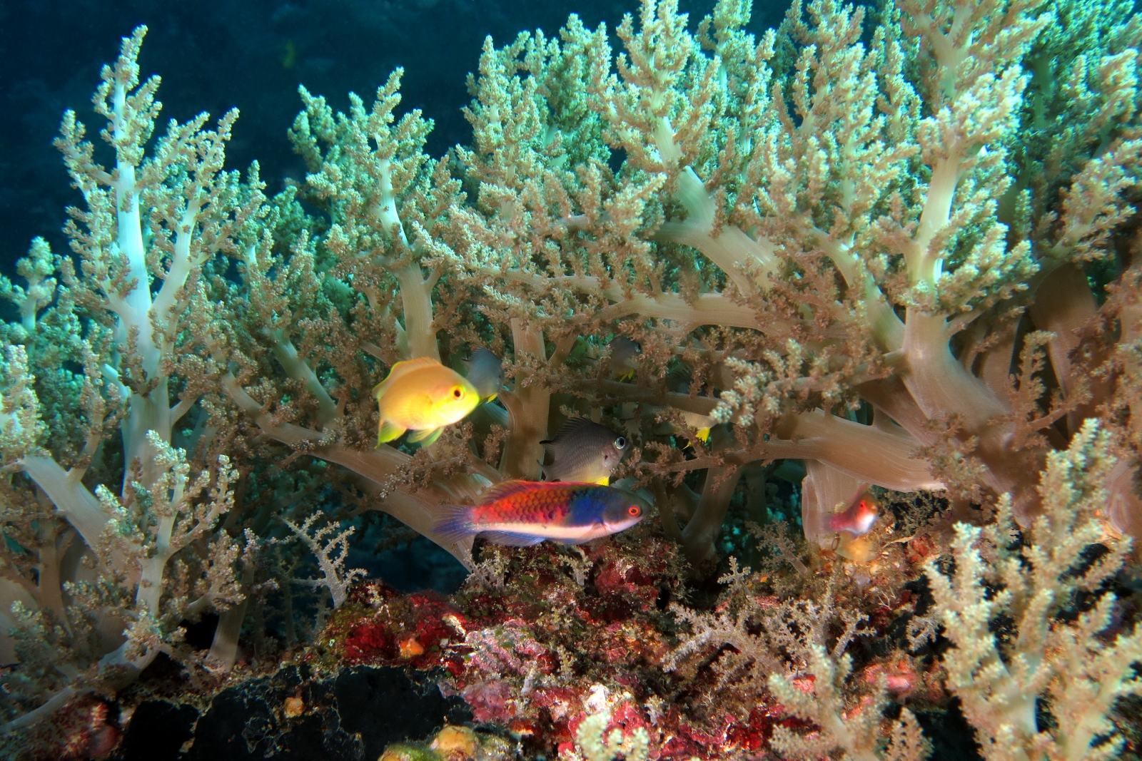 Chromis analis, Cirrhilabrus cyanopleura, Amblyglyphidodon leucogaster, Lithophytum arboreum