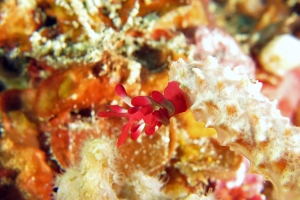 Okenia nakamotoensis