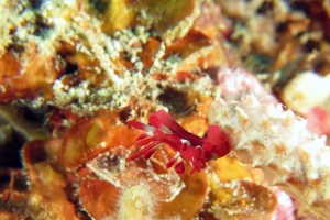 Okenia nakamotoensis