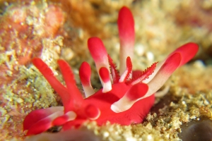 Okenia nakamotoensis