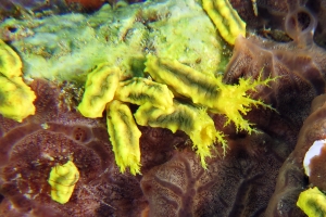 Colochirus robustus