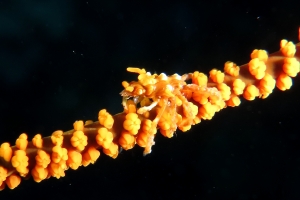 Xenocarcinus tuberculatus, Antipathe