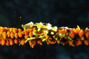 Xenocarcinus tuberculatus, Antipathe