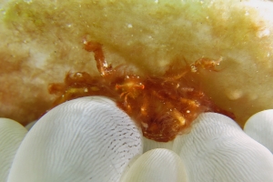 Achaeus japonicus, Plerogyra sinuosa