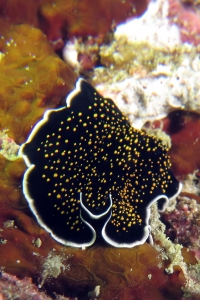 Thysanozoon nigropapillosum
