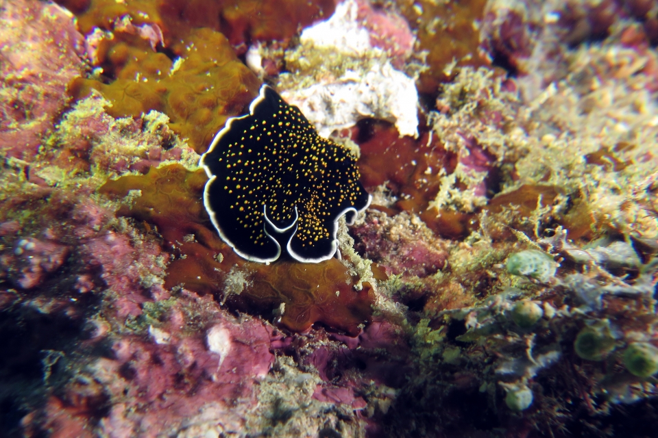 Thysanozoon nigropapillosum