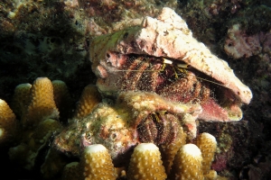 Dardanus lagopodes
