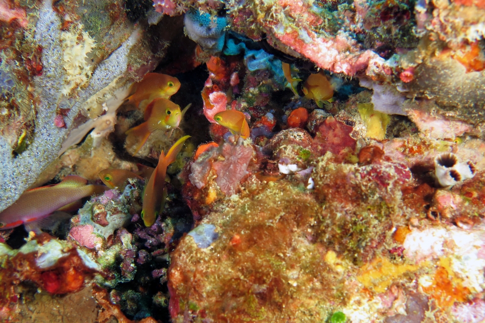 Pseudanthias huchtii