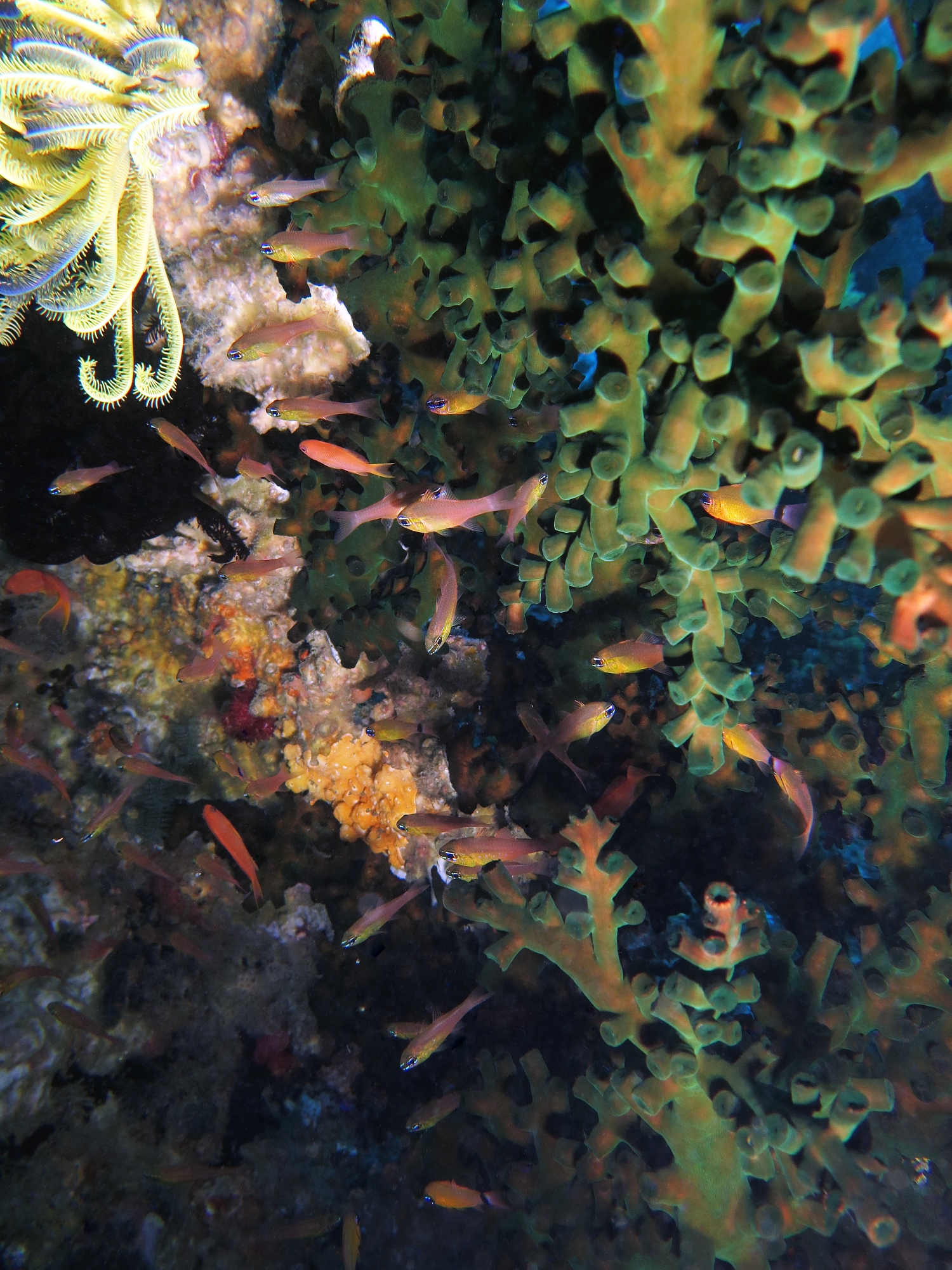Ostorhinchus apogonoides, Tubastraea micranthus