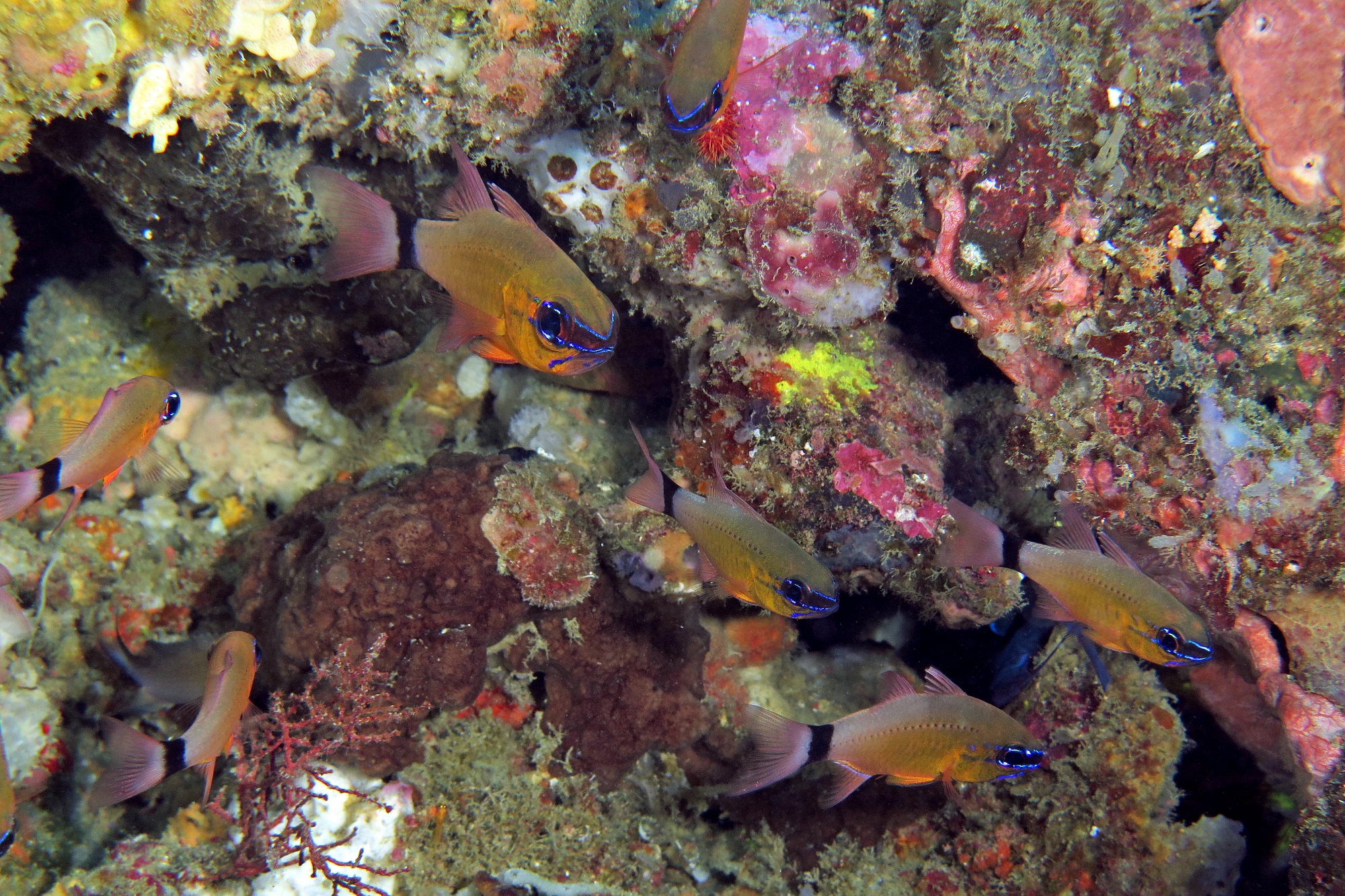 Ostorhinchus aureus