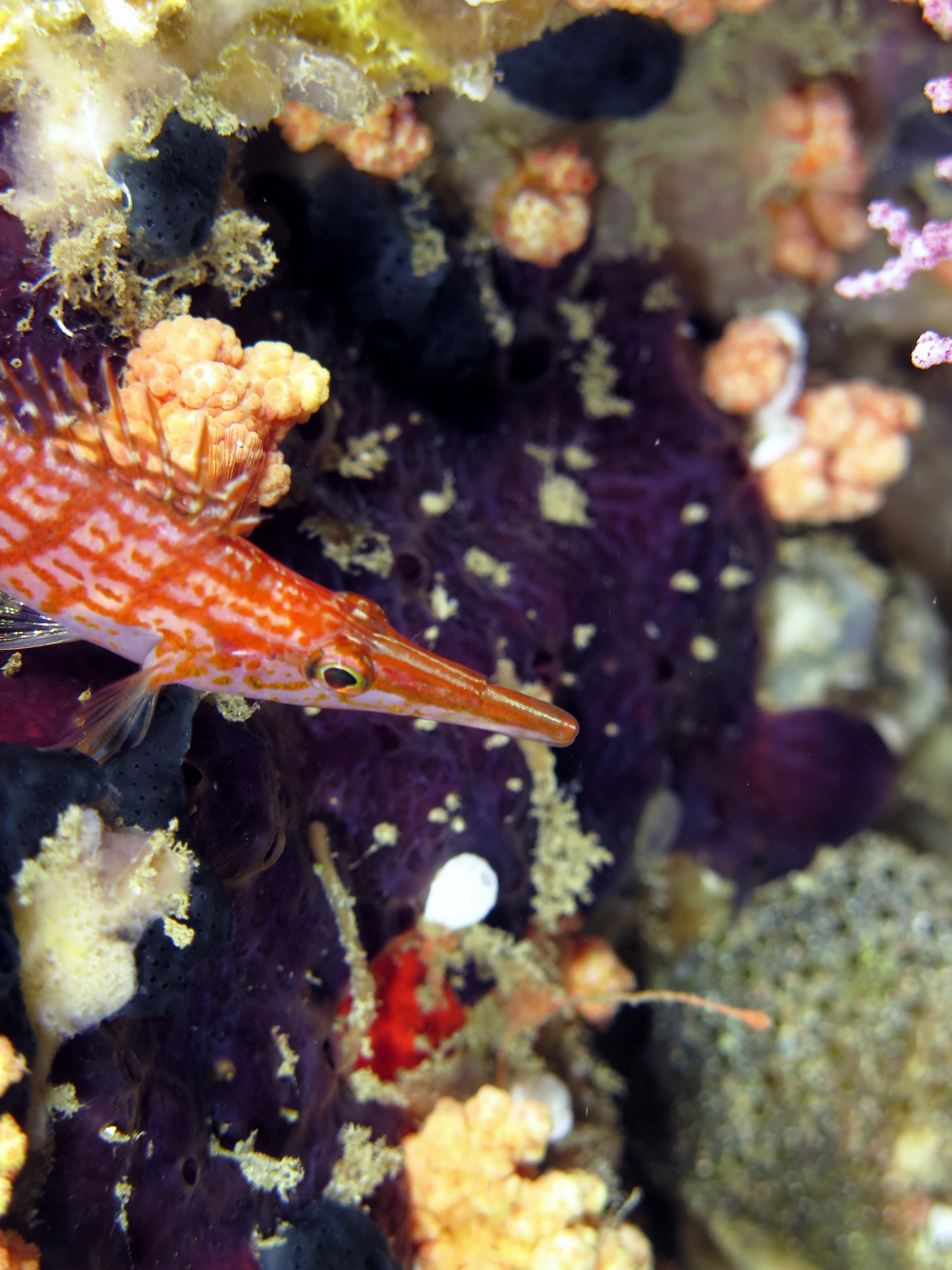Oxycirrhites typus