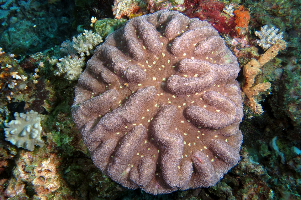 Symphyllia valenciennesii