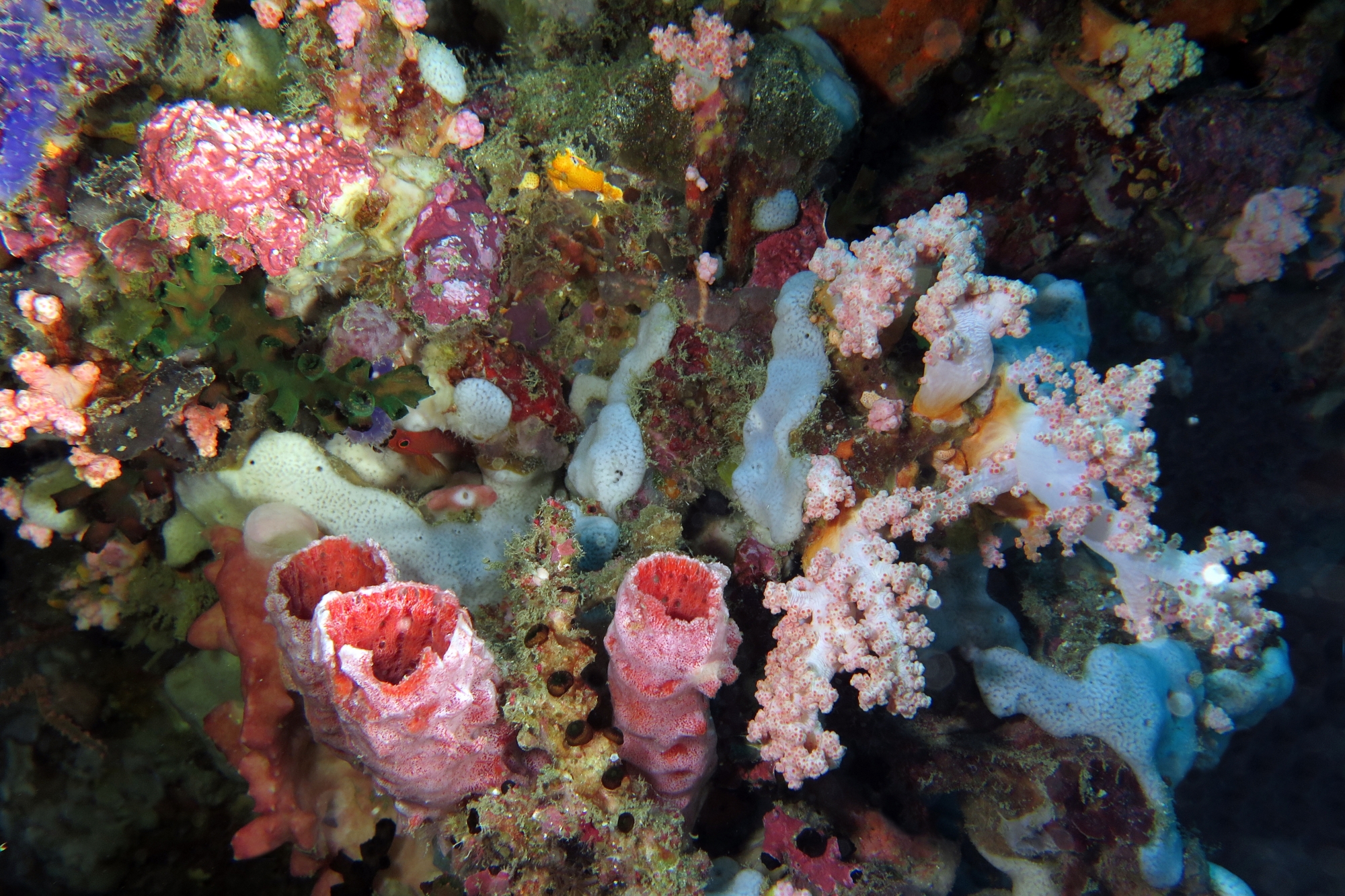 Haliclona fascigera, Dendronephthya sp. ou Stereonephthya sp.