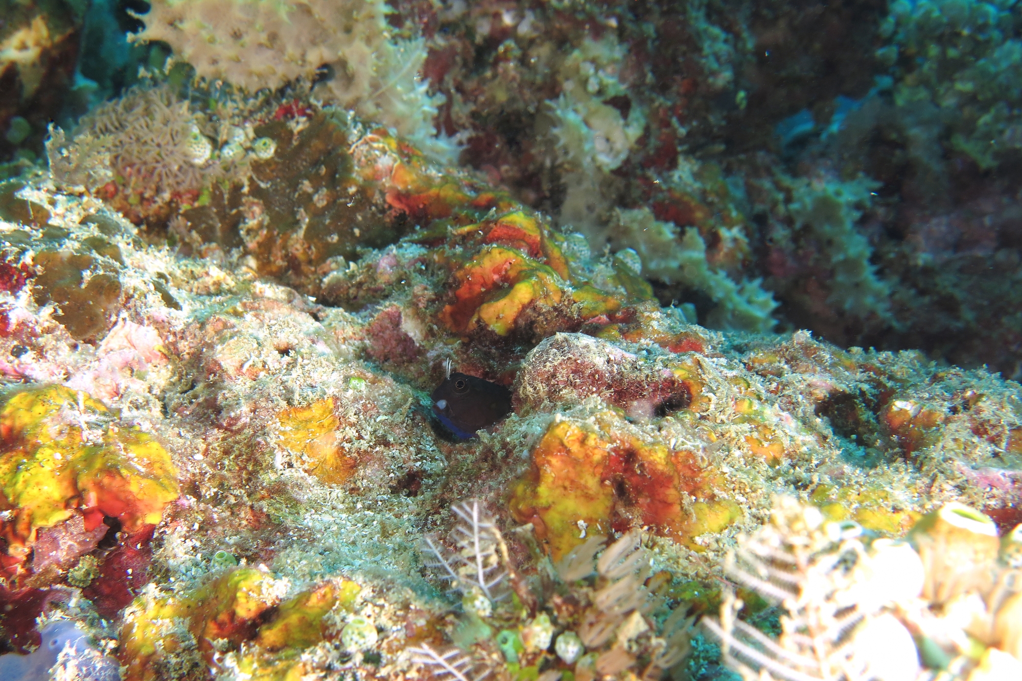 Ecsenius namiyei