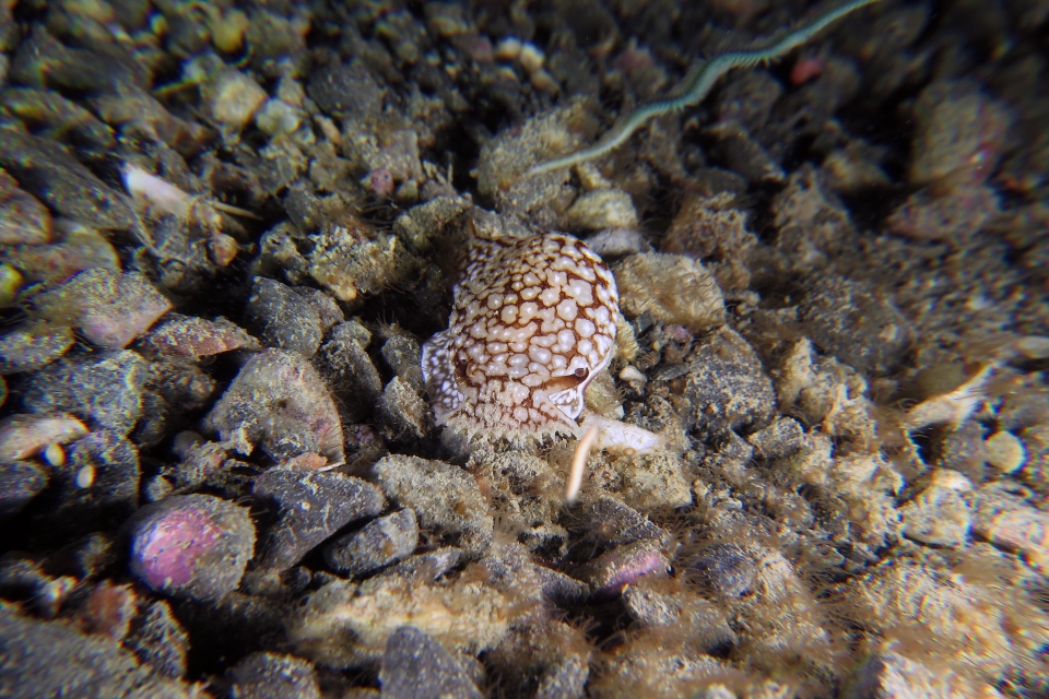 Pleurobranchaea brockii
