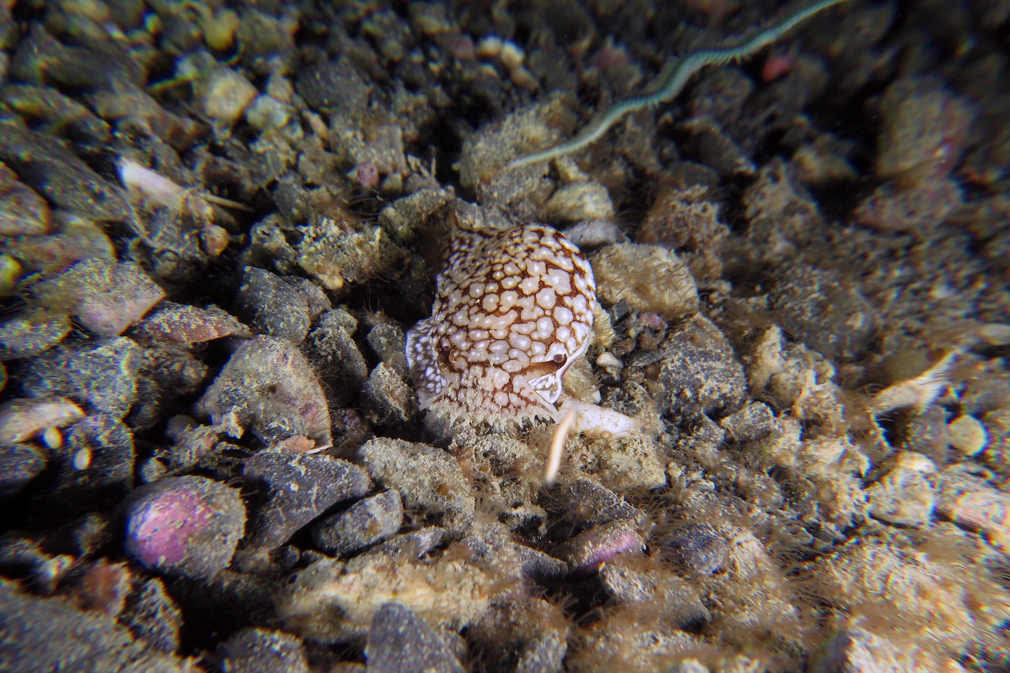 Pleurobranchaea brockii