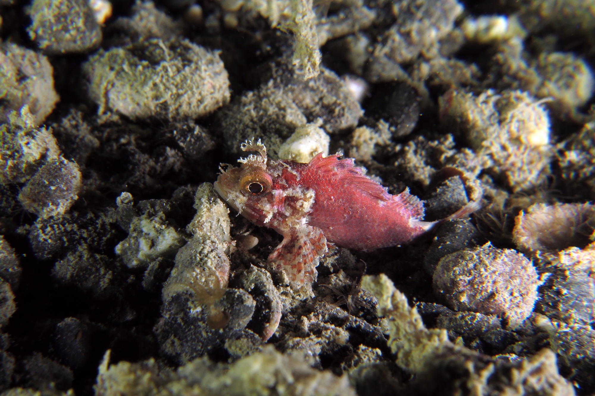Parascorpaena picta
