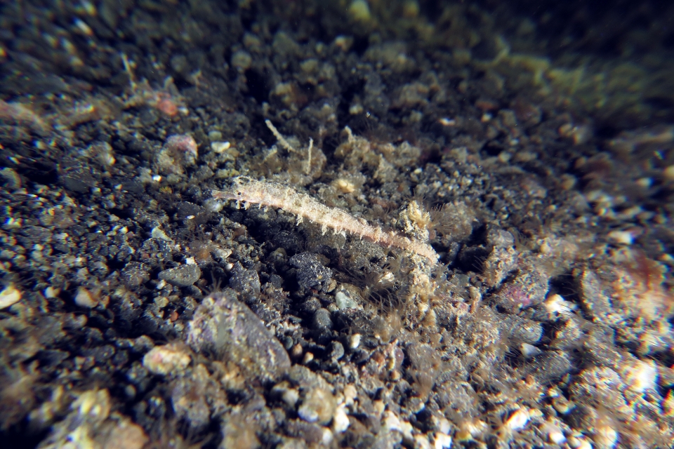 Acentronura breviperula