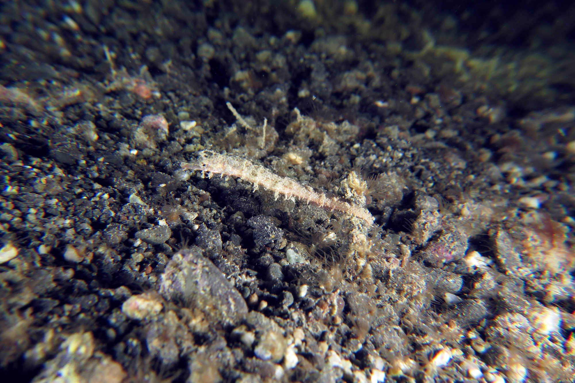 Acentronura breviperula