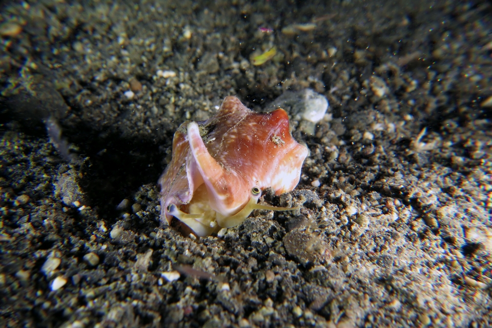 Strombus vomer