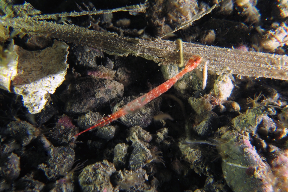 Tozeuma lanceolatum