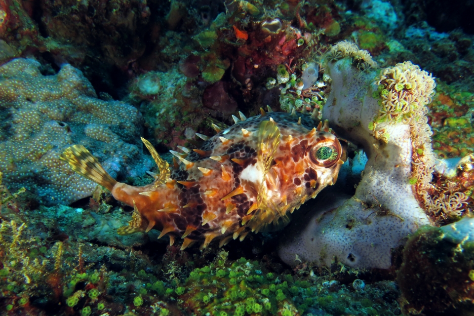 Cyclichthys orbicularis