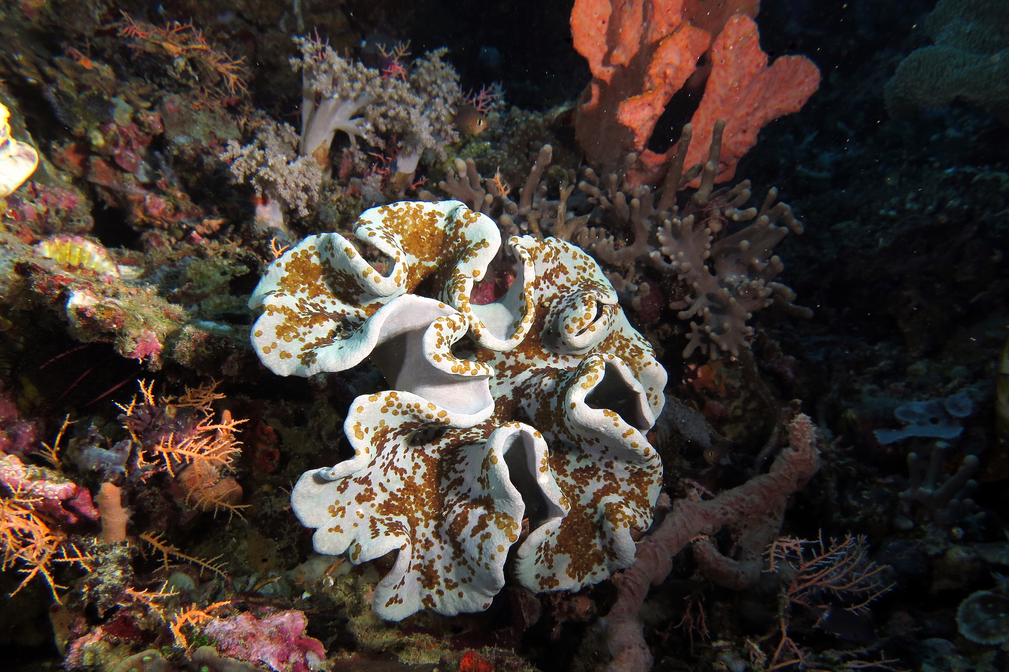 Sarcophyton trocheliophorum ou Sarcophyton glaucum, Waminoa sp., Stylissa carteri