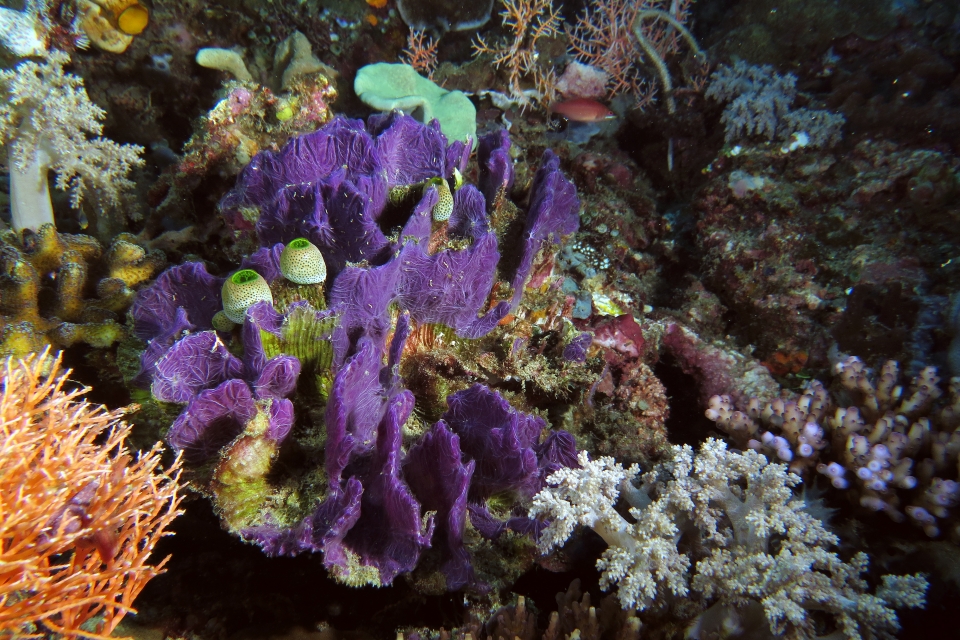Chalinula nematifera, Didemnum molle