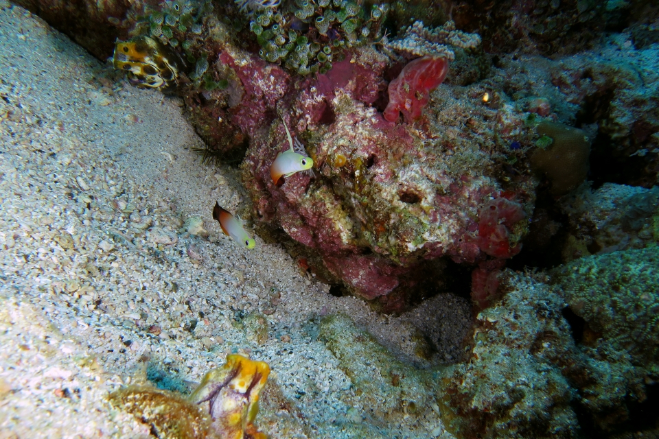 Nemateleotris magnifica