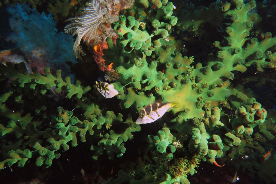 Paraluteres prionurus, Tubastraea micranthus
