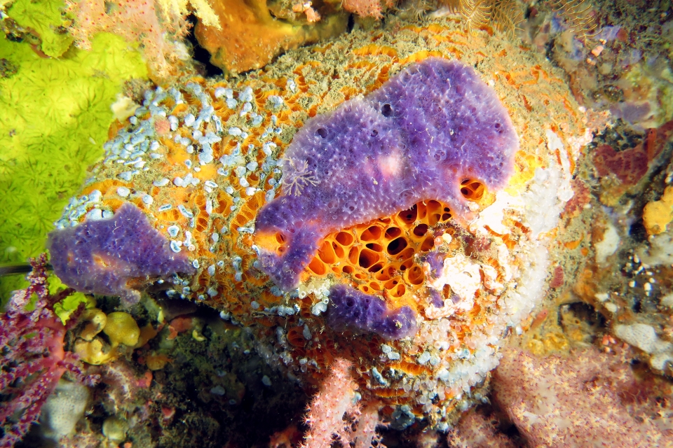 Cinachyra sp., Dysidea fragilis ?