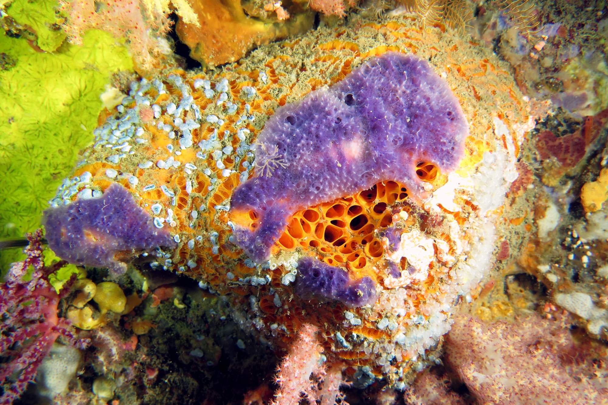 Cinachyra sp., Dysidea fragilis ?