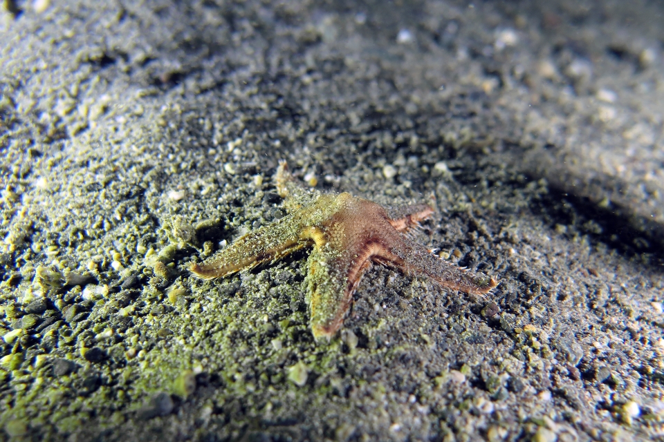 Astropecten sp.