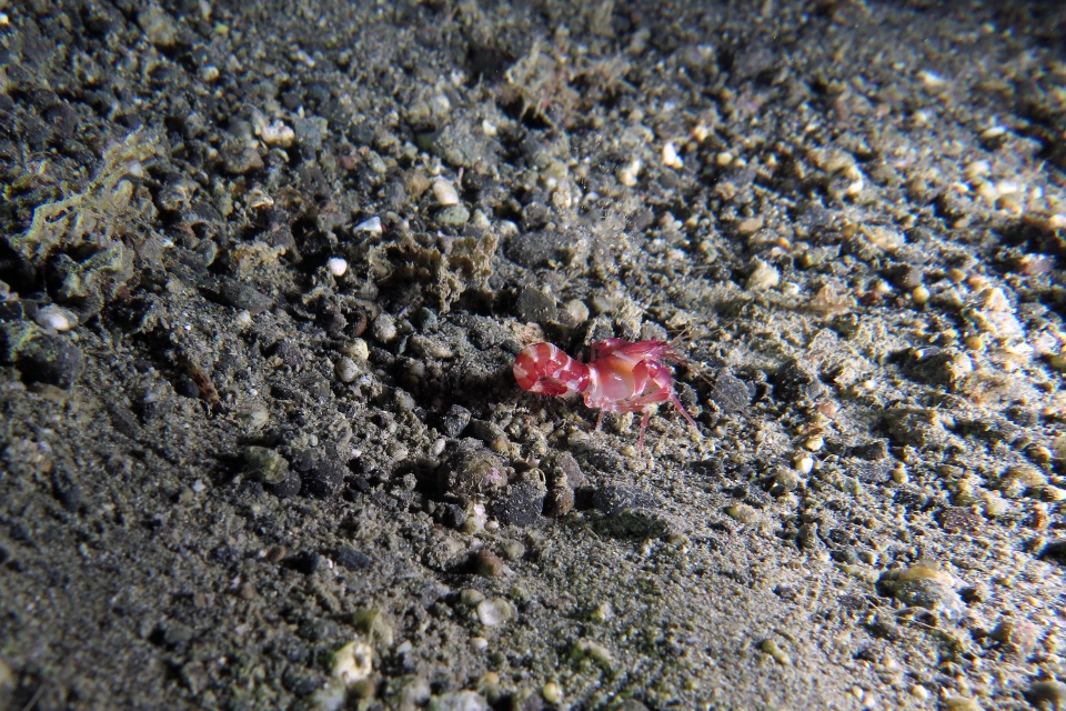 Axiopsis serratifrons