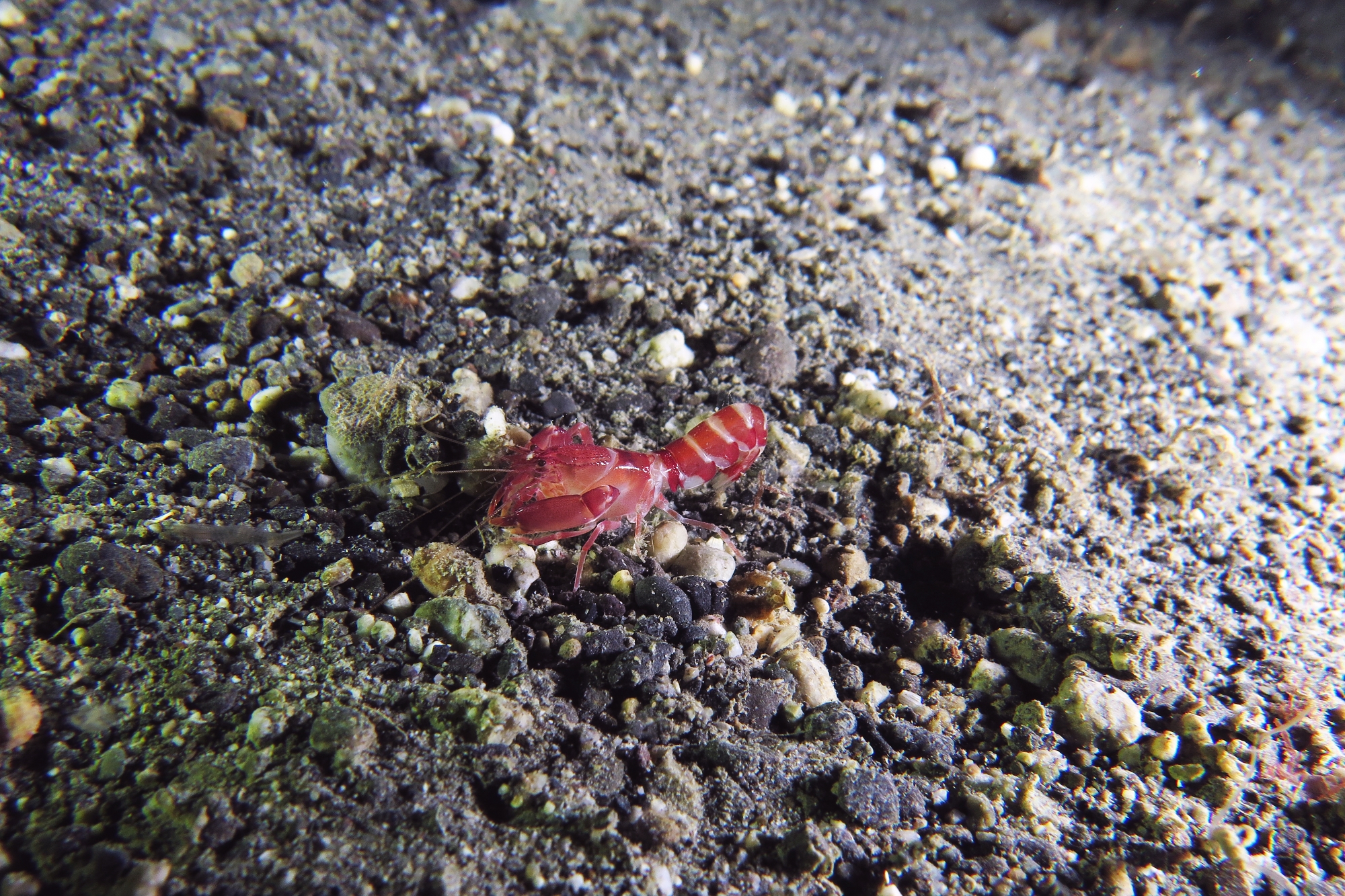 Axiopsis serratifrons