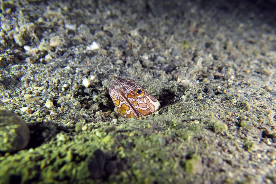 Ophichthus bonaparti