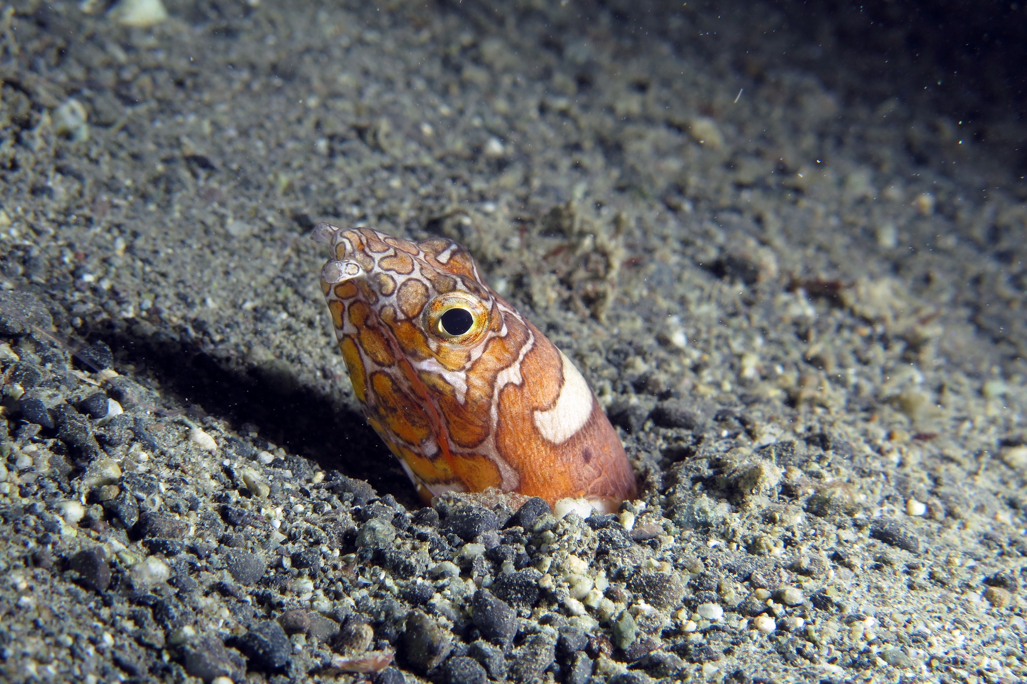 Ophichthus bonaparti