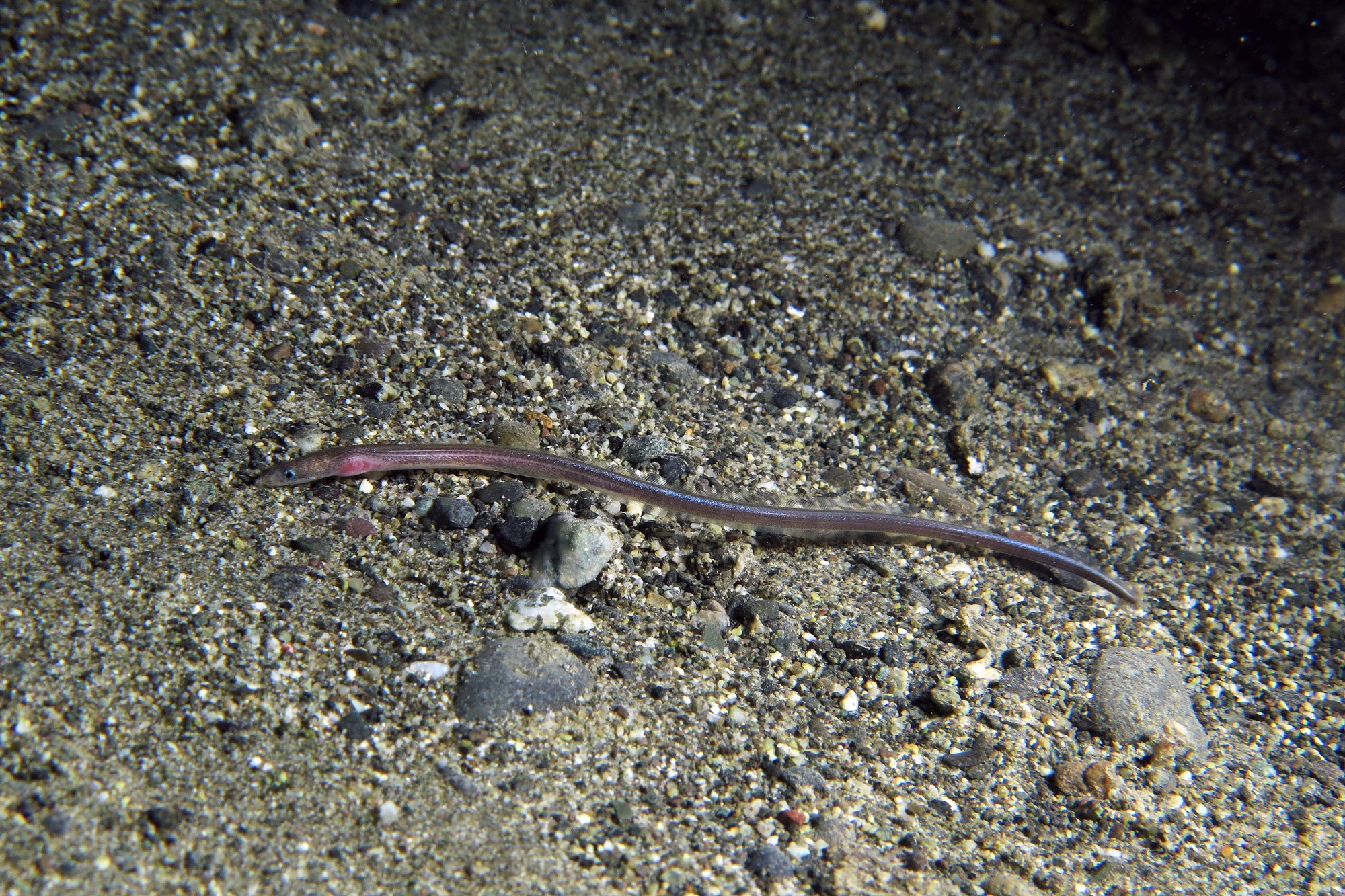 Ariosoma scheelei