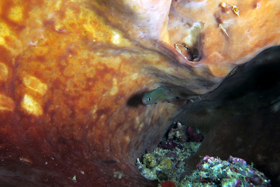 Chromis lepidolepis