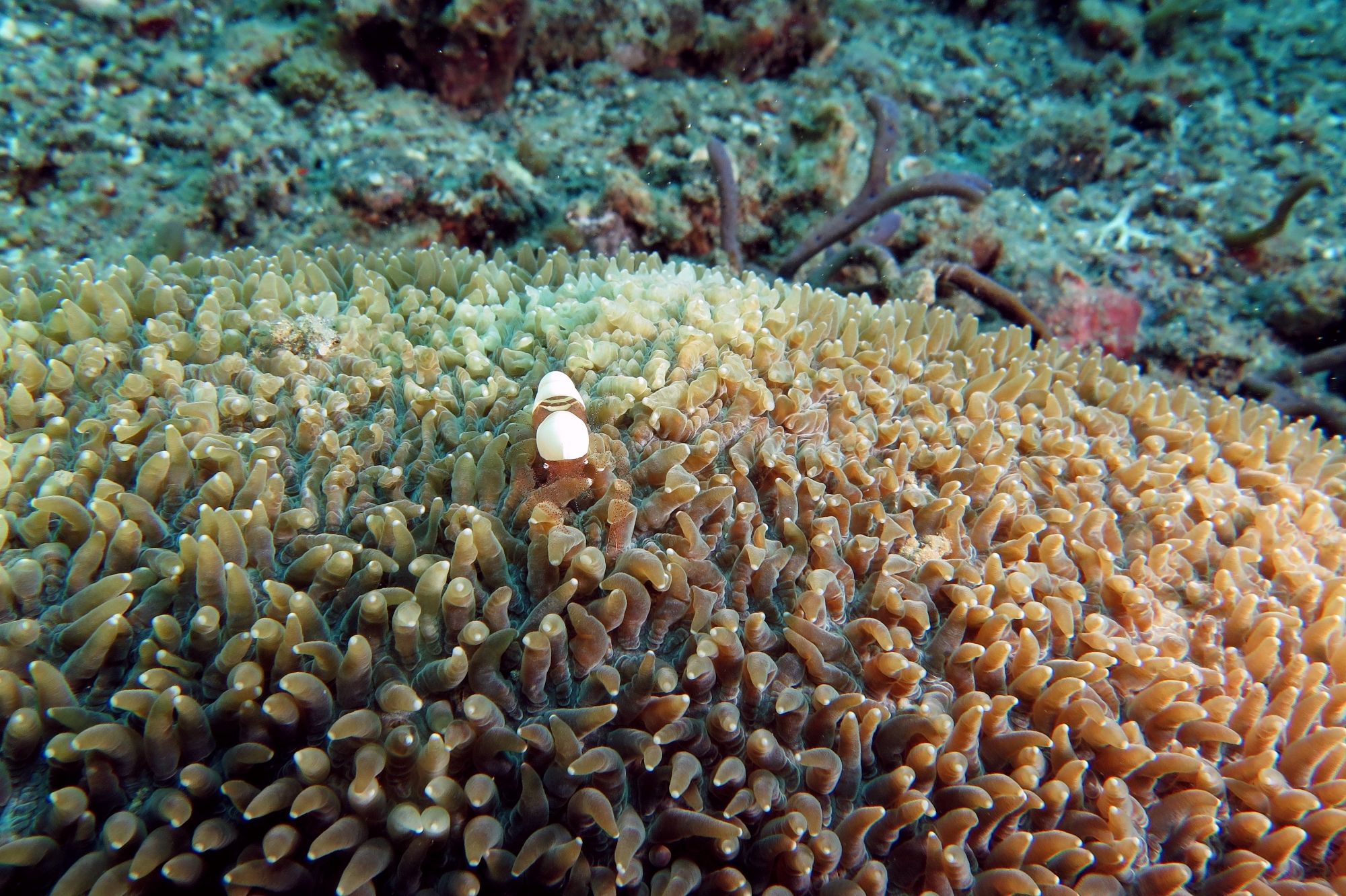 Hamopontonia corallicola, Physogyra lichtensteini